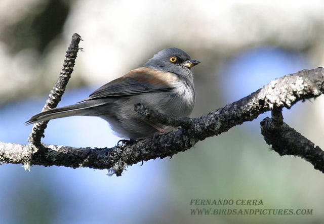 Photo (7): Yellow-eyed Junco