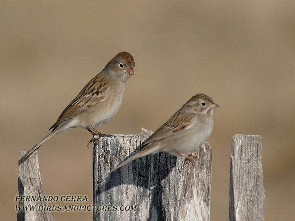 Photo (1): Worthen's Sparrow