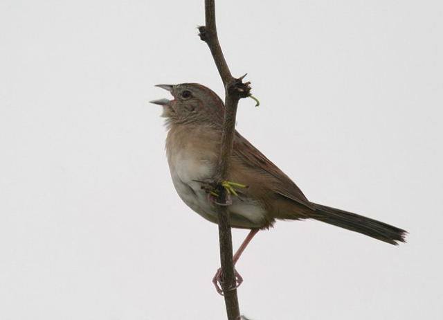 Photo (10): Botteri's Sparrow