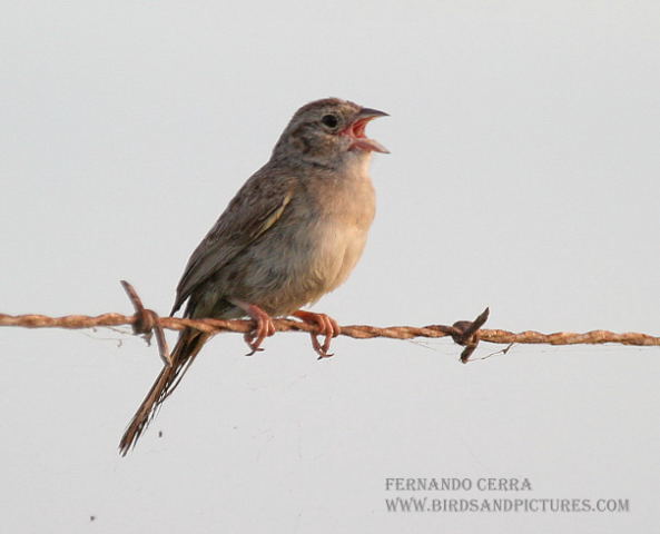 Photo (6): Botteri's Sparrow