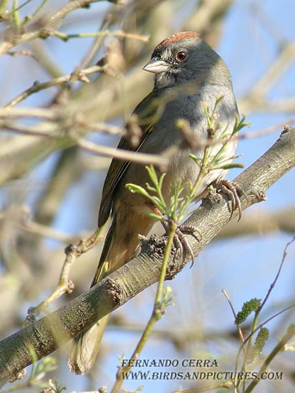 Photo (8): Green-tailed Towhee