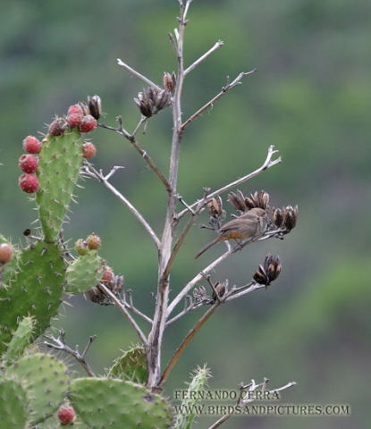 Photo (15): Canyon Towhee