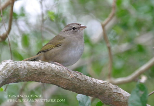 Photo (11): Olive Sparrow