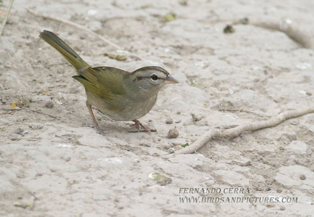 Photo (9): Olive Sparrow