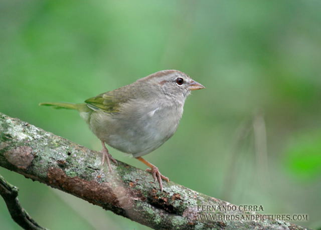 Photo (5): Olive Sparrow