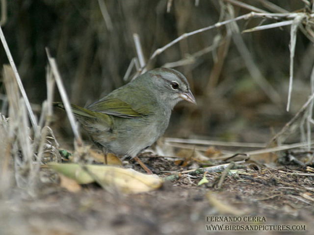 Photo (6): Olive Sparrow