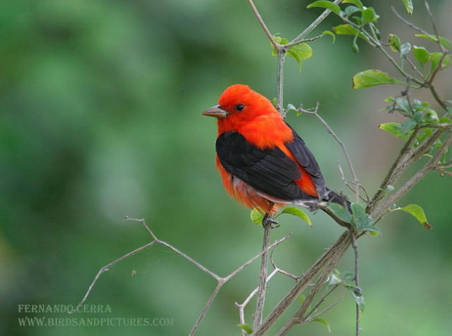Photo (1): Scarlet Tanager