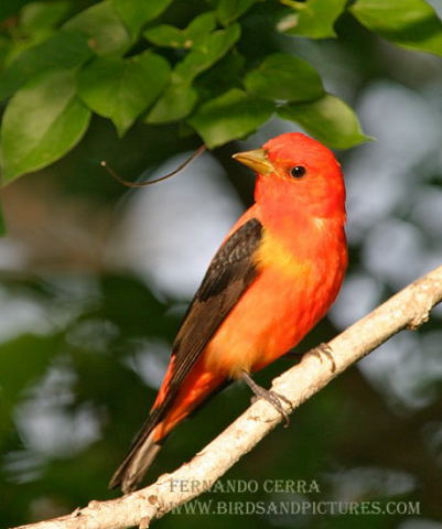 Photo (9): Scarlet Tanager