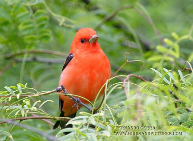 Photo (16): Scarlet Tanager