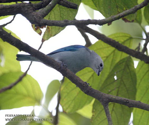 Photo (9): Blue-gray Tanager