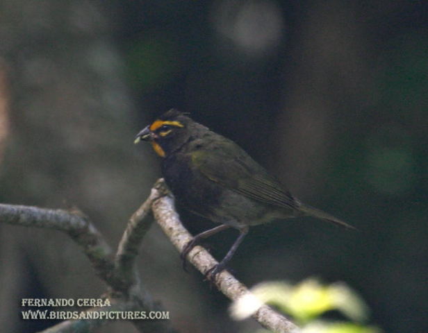 Photo (1): Yellow-faced Grassquit