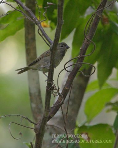 Photo (2): Yellow-faced Grassquit