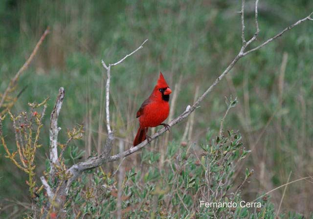 Photo (14): Northern Cardinal