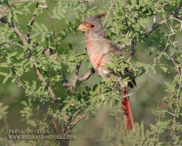 Photo (17): Pyrrhuloxia