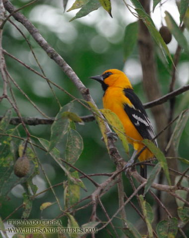 Photo (9): Altamira Oriole