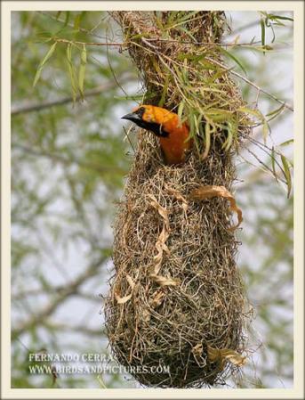 Photo (20): Altamira Oriole