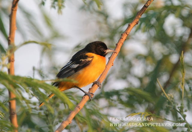 Photo (7): Baltimore Oriole