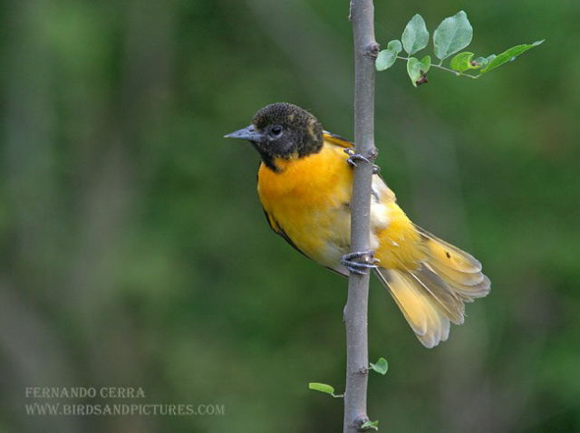 Photo (20): Baltimore Oriole