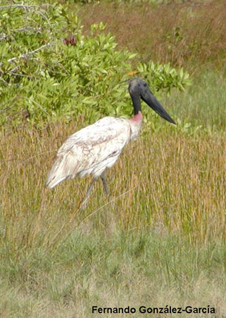 Photo (7): Jabiru