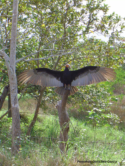 Photo (13): Lesser Yellow-headed Vulture