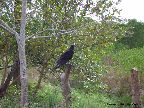 Photo (14): Lesser Yellow-headed Vulture