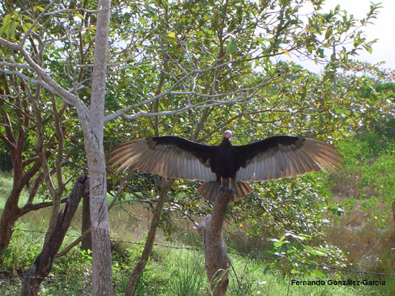 Photo (15): Lesser Yellow-headed Vulture