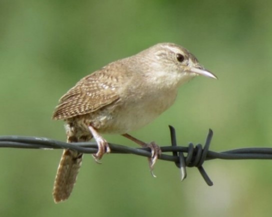 Photo (33): House Wren