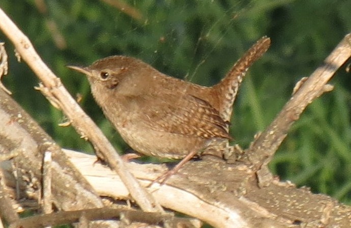 Photo (34): House Wren