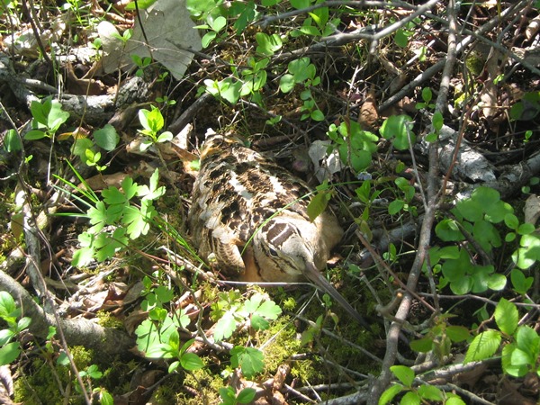 Photo (5): American Woodcock