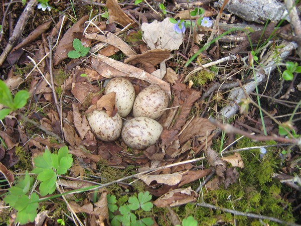 Photo (10): American Woodcock