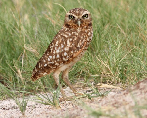 Photo (25): Burrowing Owl