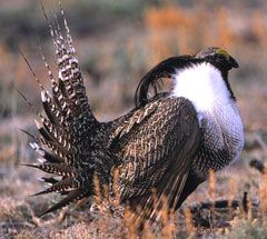 Photo (1): Gunnison Sage-Grouse