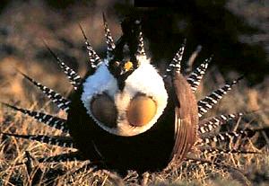 Photo (2): Gunnison Sage-Grouse