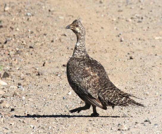 Photo (3): Gunnison Sage-Grouse