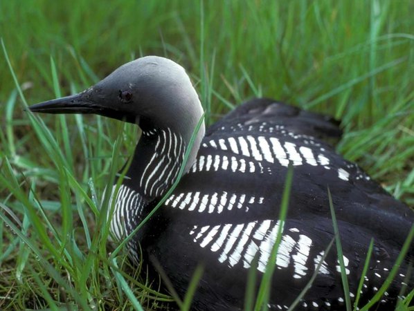 Photo (1): Arctic Loon