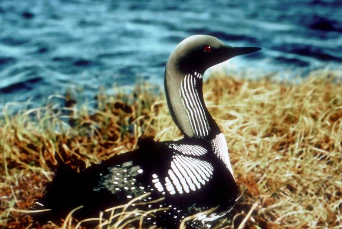 Photo (4): Arctic Loon