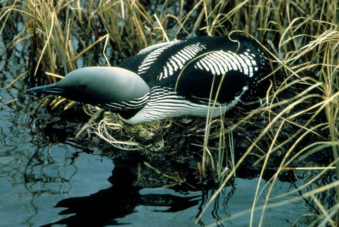 Photo (3): Arctic Loon