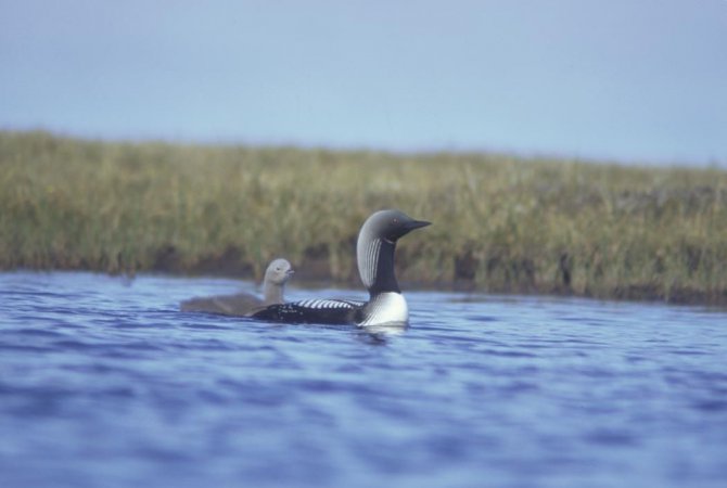 Photo (2): Arctic Loon