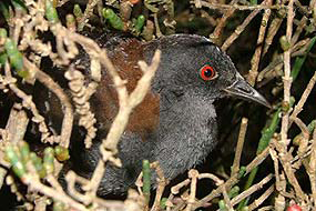 Photo (2): Black Rail