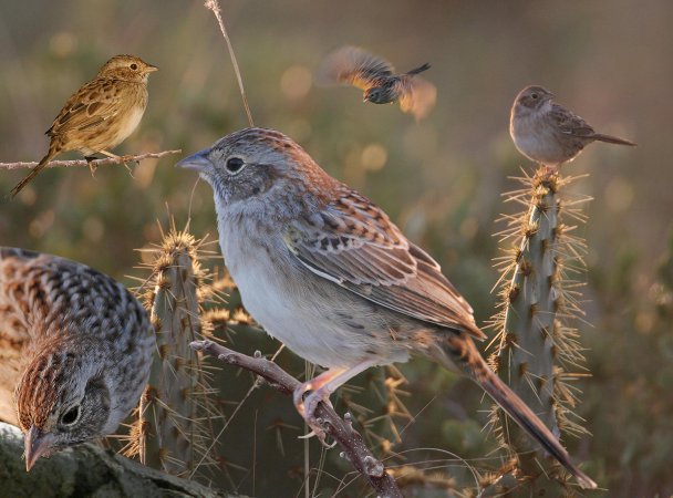 Photo (3): Cassin's Sparrow