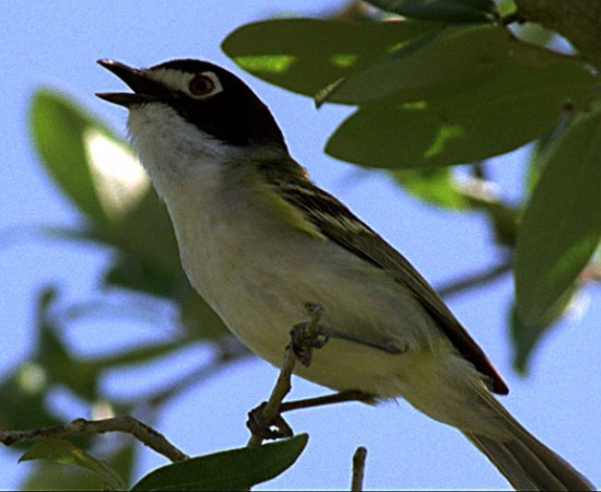 Photo (2): Black-capped Vireo