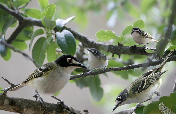 Photo (3): Black-capped Vireo