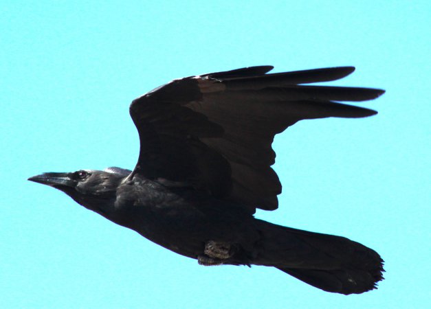 Photo (4): Chihuahuan Raven