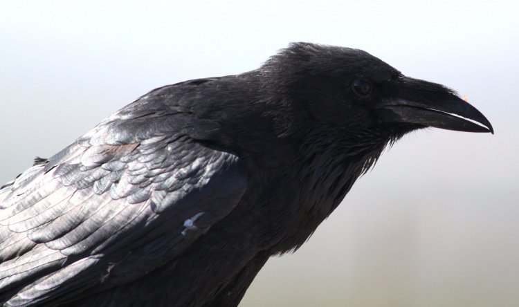 Photo (5): Chihuahuan Raven