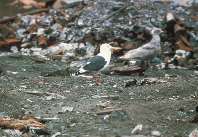 Photo (4): Slaty-backed Gull