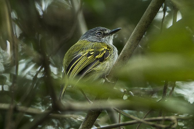 Photo (4): Slate-headed Tody-Flycatcher