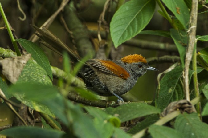 Photo (3): Slaty Spinetail