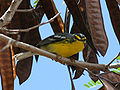 Photo (2): Adelaide's Warbler