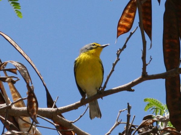 Photo (3): Adelaide's Warbler