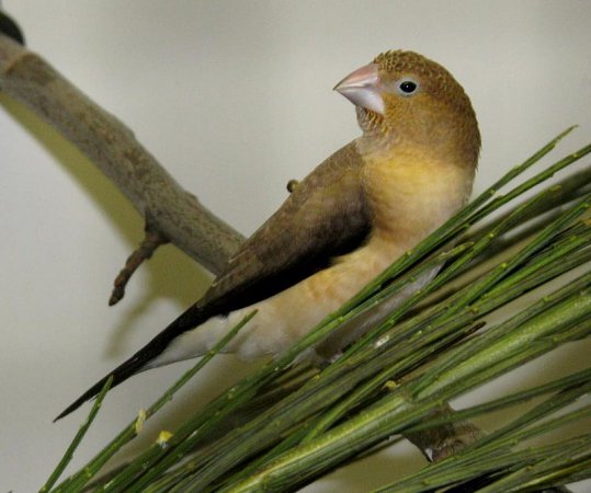 Photo (3): African Silverbill